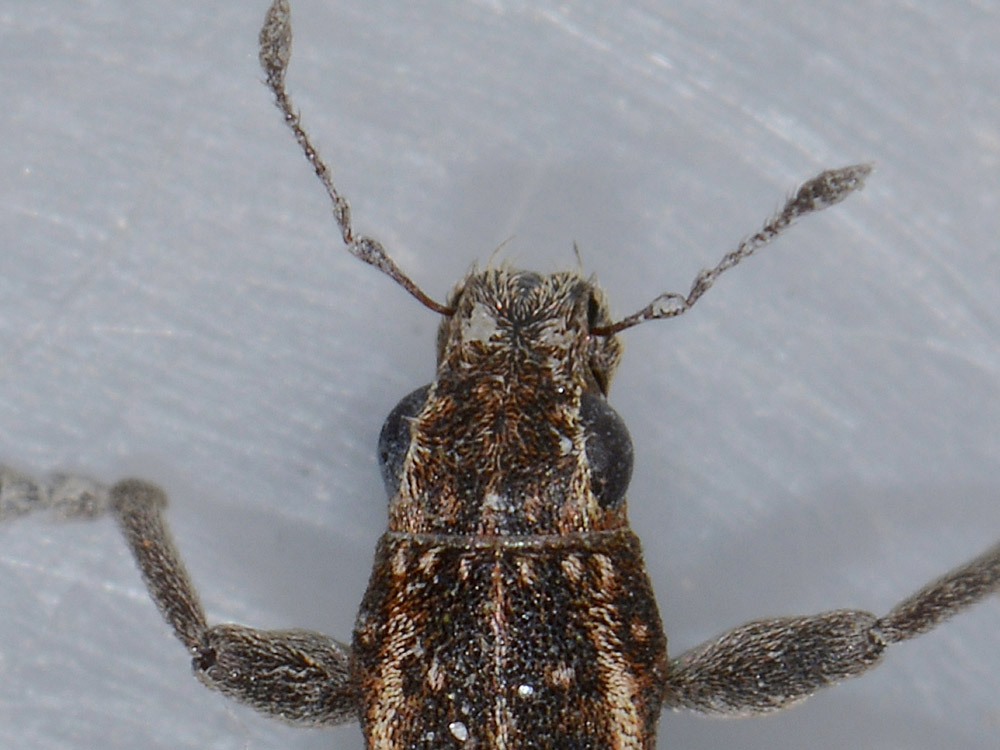 Sitona puncticollis? S !